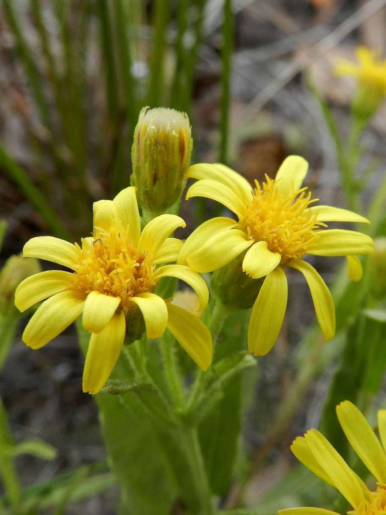 Asteraceae - Dittrichia viscosa